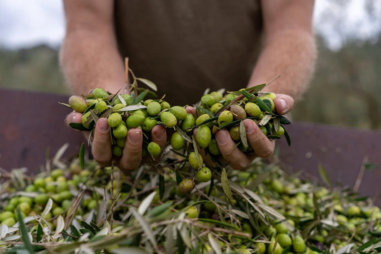Mans amb olives que es faran servir per fer oli d'oliva ecològic