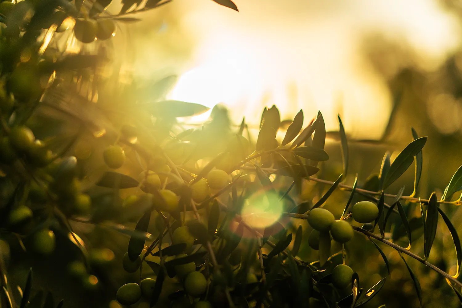 Branca d'una olivera plena d'olives