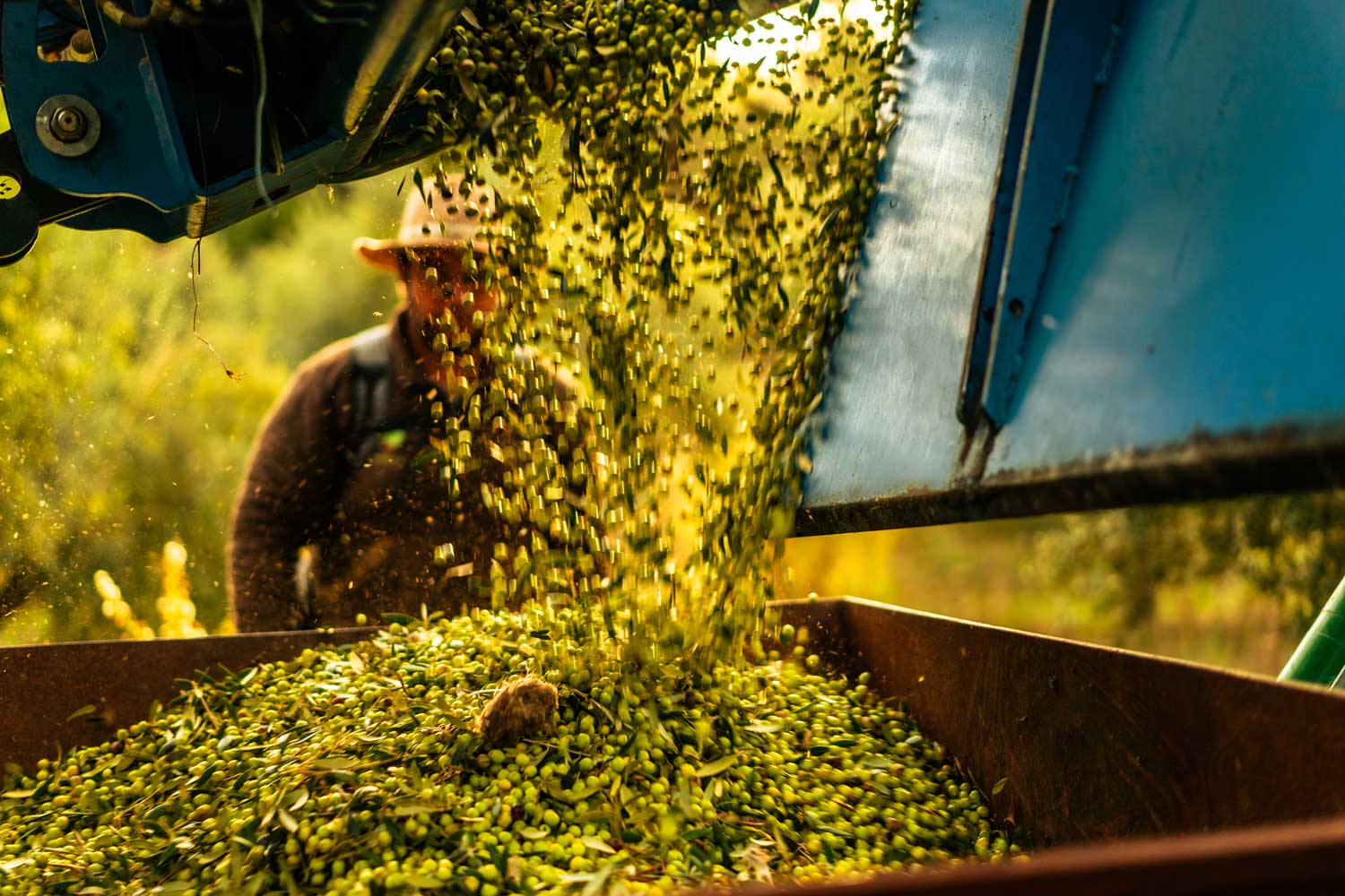 Les olives cauen a in contenidor  desprès de la collita. Un home mira l'escena des de darrera