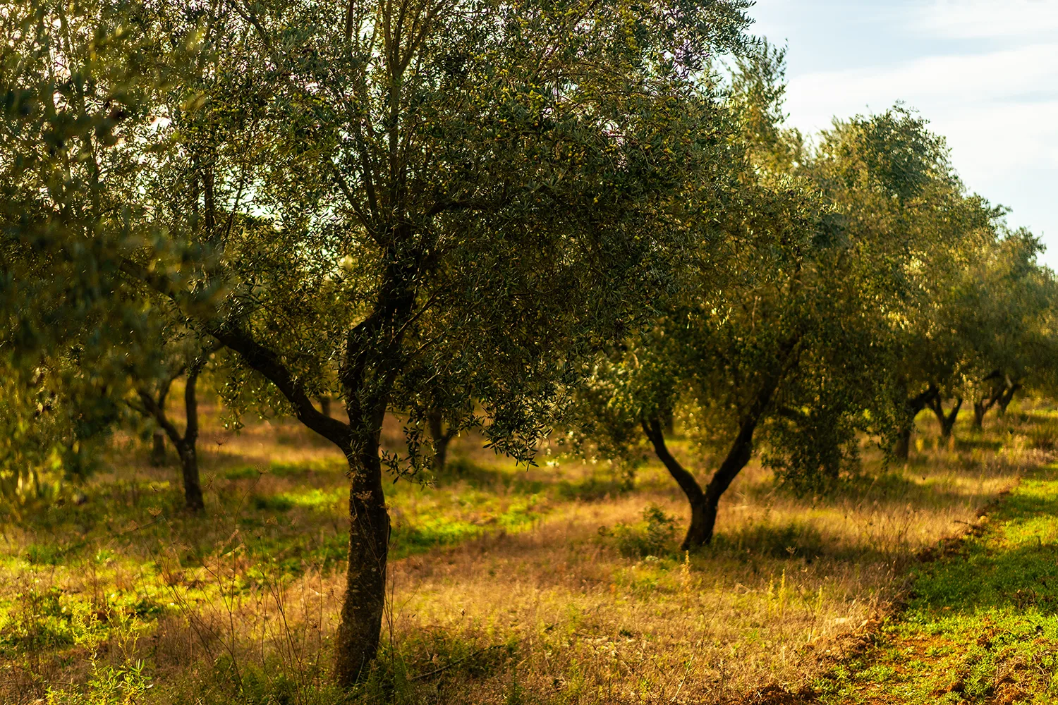 Arbres. Oliveres situades en fila amb llum del matí