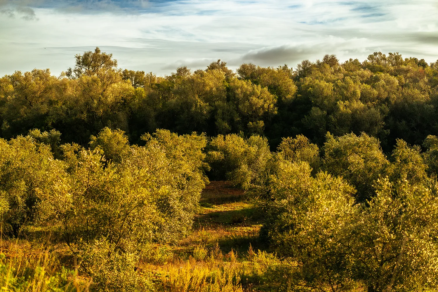 Arbres. Oliveres situades en fila amb llum del matí