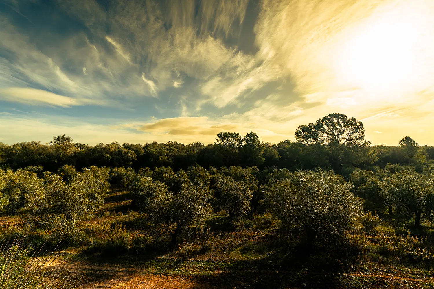 Arbres. Oliveres situades en fila amb llum del matí
