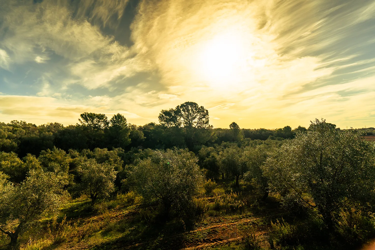 Arbres. Oliveres situades en fila amb llum del matí