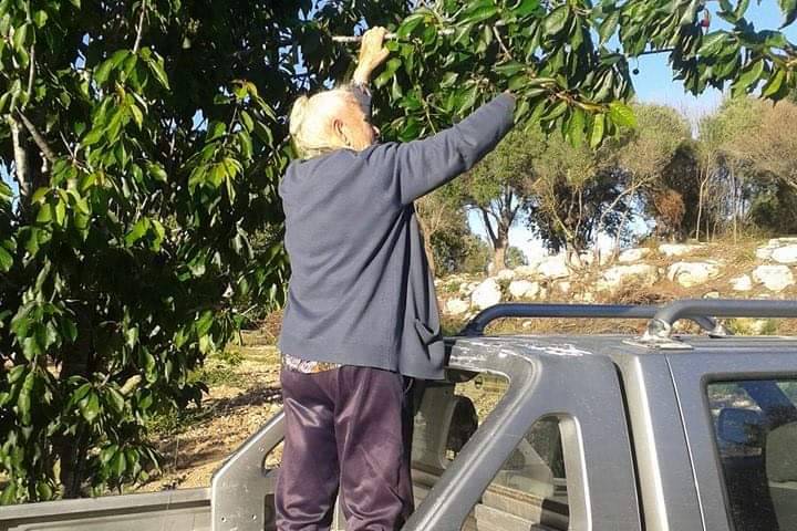 Padrina d'en Toni agafant fruits d'un arbre